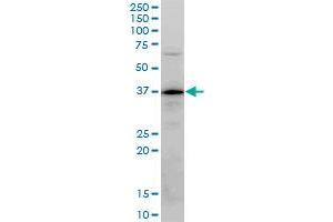 PLSCR3 monoclonal antibody (M04), clone 4F5. (PLSCR3 antibody  (AA 1-295))