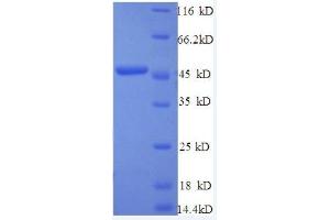 SDS-PAGE (SDS) image for Interferon, beta 1, Fibroblast (IFNB1) (AA 22-187), (full length) protein (GST tag) (ABIN1095642)