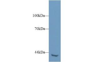 Western Blot; Sample: Mouse Kidney lysate; Primary Ab: 1µg/ml Rabbit Anti-Human PLCh2 Antibody Second Ab: 0. (PLCH2 antibody  (AA 1-257))