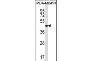 ANXA13 Antibody (N-term) (ABIN1881061 and ABIN2838620) western blot analysis in MDA-M cell line lysates (35 μg/lane). (Annexin A13 antibody  (N-Term))