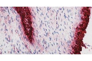 Frozen human synovial tissue section from patient with osteoarthritis was stained with hematoxylin and eosin and Mouse Anti-Human CD55-UNLB followed by a secondary antibody and colorimetric substrate. (CD55 antibody)