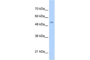 Western Blotting (WB) image for anti-Lecithin-Cholesterol Acyltransferase (LCAT) antibody (ABIN2462456) (LCAT antibody)