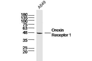 A549 lysates probed with Orexin Receptor 1 Polyclonal Antibody, Unconjugated  at 1:300 dilution and 4˚C overnight incubation. (HCRTR1 antibody  (AA 101-200))