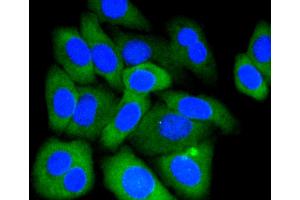 Immunofluorescence analysis of HepG2 cells using MCL1 antibody (ABIN4904325). (MCL-1 antibody)