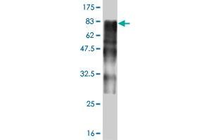 Western Blot detection against Immunogen (73. (ZSCAN20 antibody  (AA 1-433))