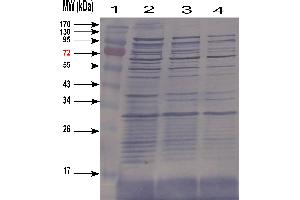 Western-blotting of E coli cell Lysate (HCP antibody)