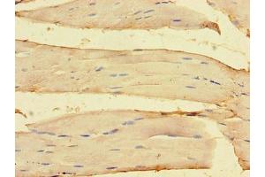 Immunohistochemistry of paraffin-embedded human skeletal muscle tissue using ABIN7162143 at dilution of 1:100 (OLFML1 antibody  (AA 201-402))