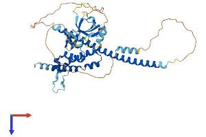 BEN Domain Containing 5 (BEND5) (AA 1-421) protein (His tag)