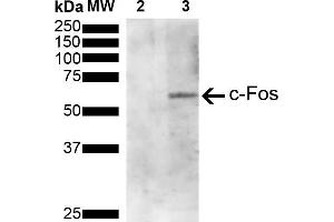 Western Blot analysis of Human Serum starved HeLa cells treated with PMA showing detection of 41 kDa c-fos protein using Mouse Anti-c-fos Monoclonal Antibody, Clone 4A3 (ABIN5650659). (c-FOS antibody  (AA 280-380) (PE))