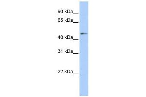 WB Suggested Anti-ERMAP Antibody Titration:  0. (ERMAP antibody  (Middle Region))
