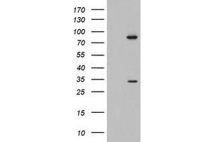 Western Blotting (WB) image for anti-Chromosome 3 Open Reading Frame 15 (C3orf15) (AA 1-313) antibody (ABIN2715592) (C3orf15 antibody  (AA 1-313))