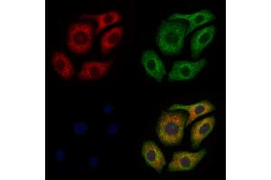 ABIN6260299 and ABIN6277920 staining Hela cells by IF/ICC. (BSP antibody  (Internal Region))
