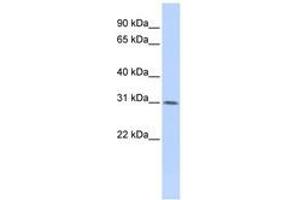 Image no. 1 for anti-WD Repeat Domain 33 (WDR33) (AA 108-157) antibody (ABIN6740883) (WDR33 antibody  (AA 108-157))