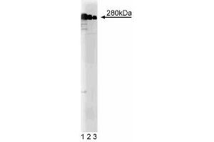 Western blot analysis of MAP2B on rat brain lysate. (MAP2 antibody  (AA 19-219))