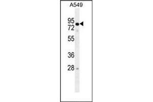 Western blot analysis of RAD17 Antibody  in A549 cell line lysates (35ug/lane). (RAD17 antibody  (Middle Region))