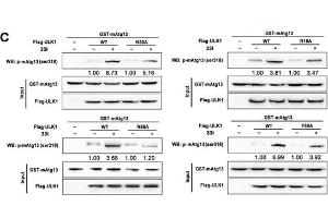 Immunoprecipitation (IP) image for Protein A/G protein (Sepharose) (ABIN1118464)