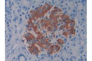 Detection of BPI in Human Pancreas Tissue using Polyclonal Antibody to Bactericidal/Permeability Increasing Protein (BPI) (BPI antibody  (AA 140-250))
