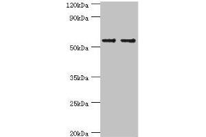 Western blot All lanes: SLC2A1 antibody at 6 μg/mL Lane 1: NIH/3T3 whole cell lysate Lane 2: Hela whole cell lysate Secondary Goat polyclonal to rabbit IgG at 1/10000 dilution Predicted band size: 54 kDa Observed band size: 54 kDa (GLUT1 antibody  (AA 210-310))