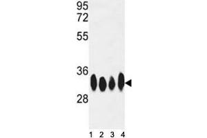 Western blot analysis of HuR antibody and HeLa, Jurkat, CEM, Ramos lysate. (ELAVL1 antibody)