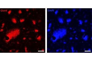 Oct-4 antibody (pAb) tested by Immunofluorescence Mouse embryonic stem cells (mESCs) grown on mouse embryonic fibroblast feeder cells (MEFs) were fixed with 4% paraformaldehyde for 10 minutes at room temperature.