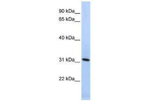 Synaptogyrin 4 antibody used at 1 ug/ml to detect target protein. (SYNGR4 antibody  (N-Term))