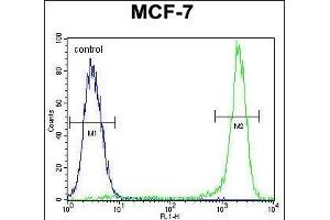 KSR2 Antibody (C-term) (ABIN655390 and ABIN2844938) flow cytometric analysis of MCF-7 cells (right histogram) compared to a negative control cell (left histogram). (KSR2 antibody  (C-Term))