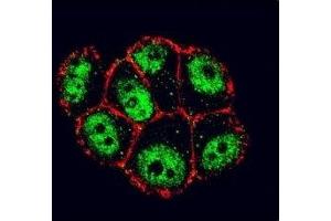 Immunofluorescence (IF) image for anti-Nuclear Factor of kappa Light Polypeptide Gene Enhancer in B-Cells Inhibitor, alpha (NFKBIA) (AA 12-41) antibody (ABIN3032048)