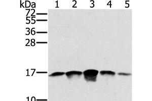 Western Blot analysis of PC3, A549, K562, A375 and hela cell using SSBP1 Polyclonal Antibody at dilution of 1:400 (SSBP1 antibody)