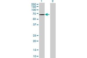 Western Blot analysis of OGFOD1 expression in transfected 293T cell line by OGFOD1 MaxPab polyclonal antibody. (OGFOD1 antibody  (AA 1-542))