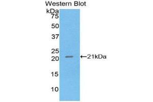 Western Blotting (WB) image for anti-Tumor Necrosis Factor alpha (TNF alpha) (AA 77-197) antibody (ABIN1860794) (TNF alpha antibody  (AA 77-197))