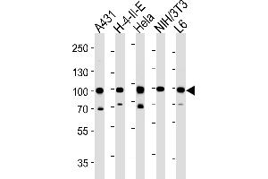 Western blot analysis in A431,H-4-II-E,Hela,mouse NIH/3T3,rat L6 cell line lysates (35ug/lane). (HSP90AB1 antibody  (C-Term))