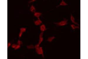 ABIN6268664 staining Hela by IF/ICC. (Caspase 7 antibody  (N-Term))