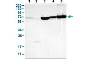 SHoc2/Sur8 anticorps  (AA 455-562)