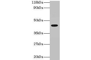 Western blot All lanes: ILF2 antibody at 2 μg/mL + 293T whole cell lysate Secondary Goat polyclonal to rabbit IgG at 1/15000 dilution Predicted band size: 44 kDa Observed band size: 44 kDa (ILF2 antibody  (AA 1-390))