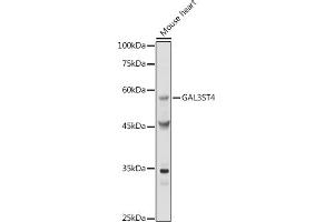 GAL3ST4 antibody