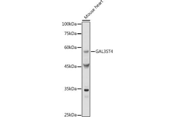 GAL3ST4 antibody