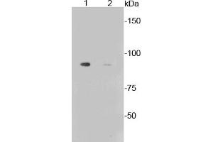 Lane 1: Aphidicolin treated Mouse liver lysates, Lane 2: Untreated Mouse Liver lysates probed with Glycogen synthase 1(S641) (10C1) Monoclonal Antibody  at 1:1000.