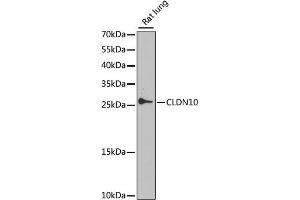 Western blot analysis of extracts of rat lung, using CLDN10 antibody (ABIN6133642, ABIN6138673, ABIN6138674 and ABIN6225182) at 1:1000 dilution. (CLDN10 antibody  (AA 1-100))
