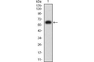 Western blot analysis using KIR3DL1 mAb against human KIR3DL1 (AA: extra 22-340) recombinant protein. (KIR3DL1 antibody  (AA 22-340))
