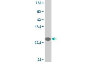 Western Blot detection against Immunogen (35. (CDX4 antibody  (AA 202-284))