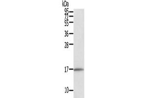 Western Blotting (WB) image for anti-Family with Sequence Similarity 176, Member A (FAM176A) antibody (ABIN2434019) (TMEM166 antibody)