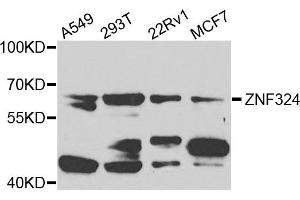Western blot analysis of extracts of various cells, using ZNF324 antibody. (ZNF324 antibody)