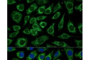 Immunofluorescence analysis of L929 cells using NDUFA4 Polyclonal Antibody at dilution of 1:100 (40x lens). (NDUFA4 antibody)