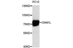 Western blot analysis of extracts of PC-12 cells, using DNM1L antibody (ABIN4903514). (Dynamin 1-Like antibody)