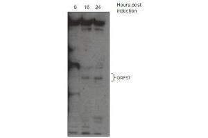 KSHV ORF 57 Antibody (ABIN1540010 and ABIN2837834) western blot analysis. (KSHV ORF57 (AA 33-60) antibody)