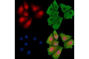 ABIN7095832 and ABIN7099894 staining HepG2 cells by IF/ICC. (ARID5A antibody)