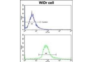 Flow cytometric analysis of widr cells using GLO1 Antibody (N-term)(bottom histogram) compared to a negative control cell (top histogram)FITC-conjugated goat-anti-rabbit secondary antibodies were used for the analysis. (GLO1 antibody  (N-Term))