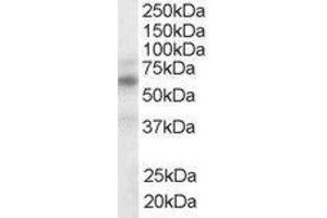 ABIN2563729 (1µg/ml) staining of human spleen lysate (35µg protein in RIPA buffer). (NR1H3 antibody  (Internal Region))