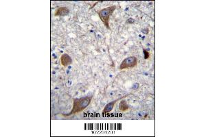 NRG3 Antibody immunohistochemistry analysis in formalin fixed and paraffin embedded human brain tissue followed by peroxidase conjugation of the secondary antibody and DAB staining. (Neuregulin 3 antibody  (C-Term))