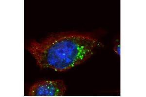 Immunofluorescence (IF) image for anti-Hepatocyte Growth Factor-Regulated tyrosine Kinase Substrate (HGS) (C-Term) antibody (ABIN2855140)